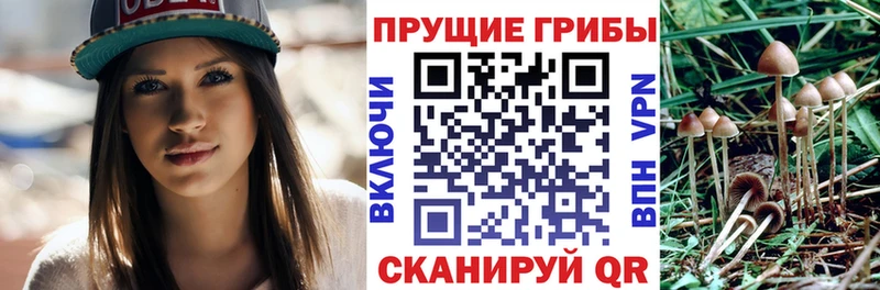 Галлюциногенные грибы мицелий  цены   кракен ONION  Тверь 